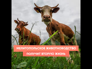 melitopol animal husbandry will get a second life